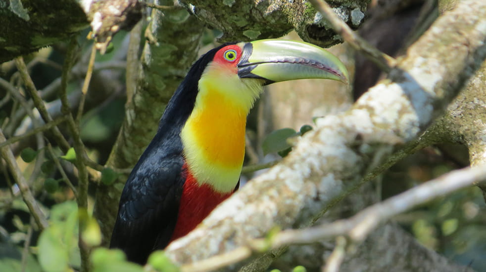 Explore Costa Rica: five unmissable experiences – red breasted toucan